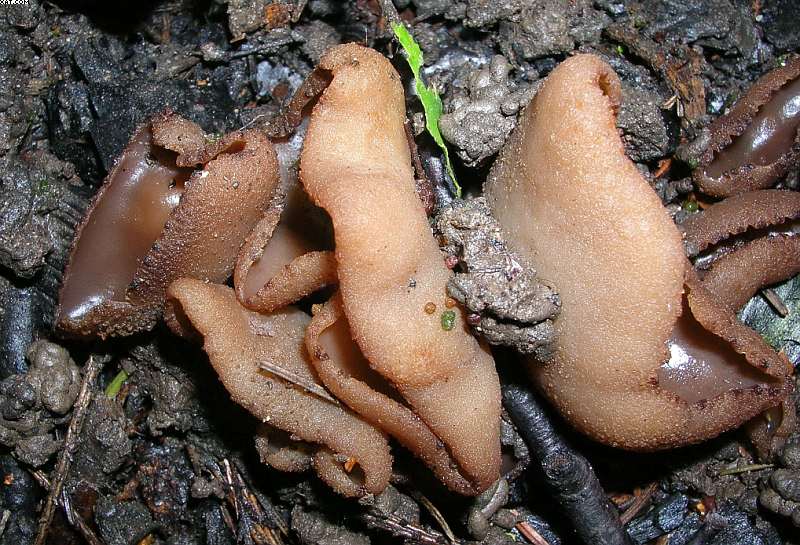 Peziza echinospora        P. Karst.,